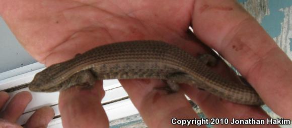 Northwestern Alligator Lizard (Elgaria coerulea principis)