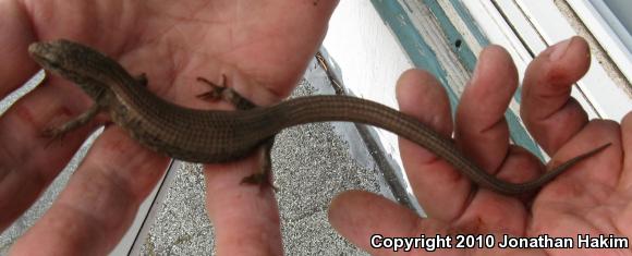 Northwestern Alligator Lizard (Elgaria coerulea principis)