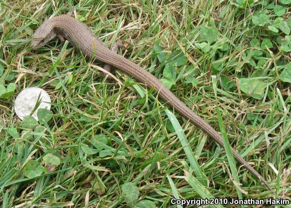 Northwestern Alligator Lizard (Elgaria coerulea principis)