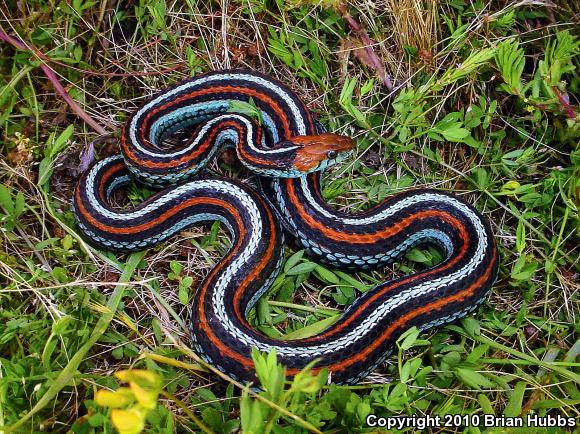 San Francisco Gartersnake (Thamnophis sirtalis tetrataenia)