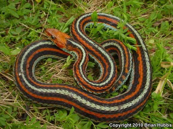 San Francisco Gartersnake (Thamnophis sirtalis tetrataenia)