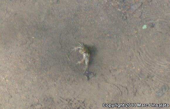 Northern Green Frog (Lithobates clamitans melanota)