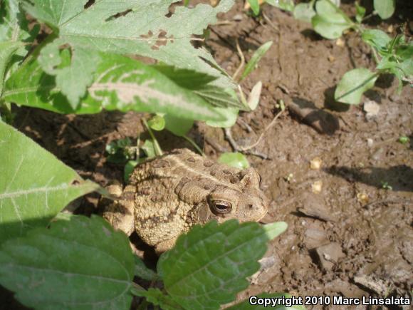 Fowler's Toad (Anaxyrus fowleri)