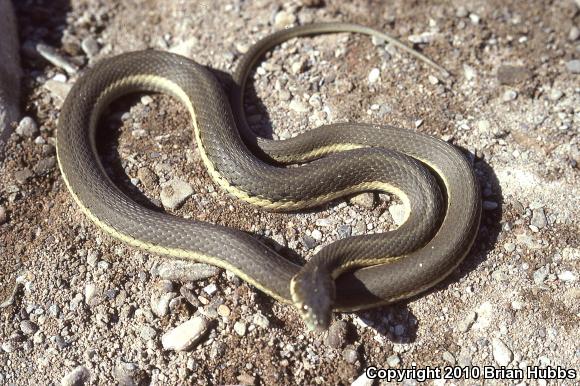 Two-striped Gartersnake (Thamnophis hammondii)