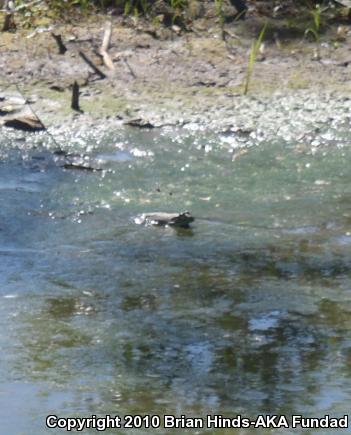 American Bullfrog (Lithobates catesbeianus)