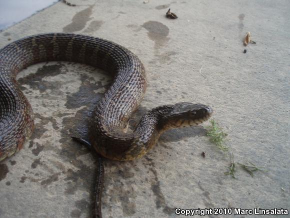 Northern Watersnake (Nerodia sipedon sipedon)