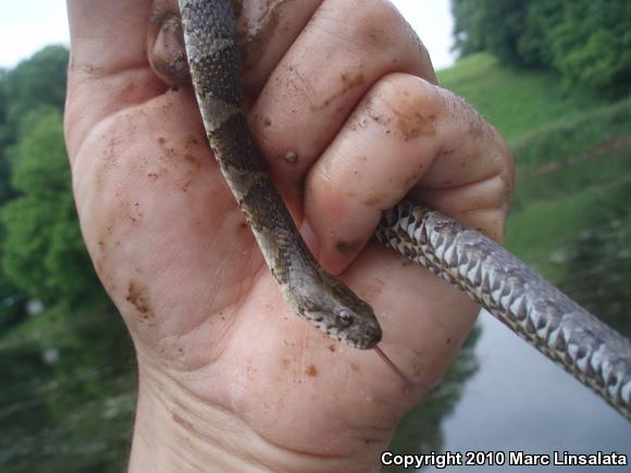 Northern Watersnake (Nerodia sipedon sipedon)