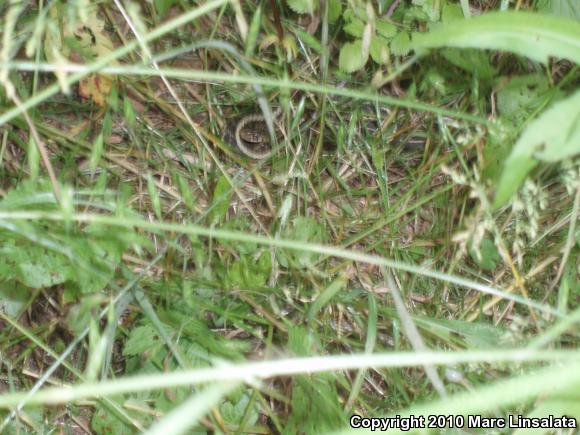 Eastern Gartersnake (Thamnophis sirtalis sirtalis)