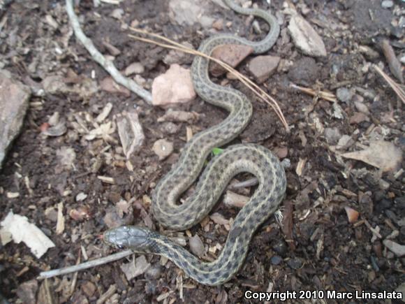 Eastern Gartersnake (Thamnophis sirtalis sirtalis)