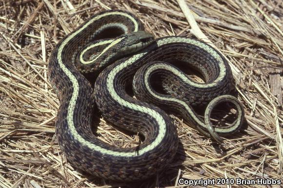 Coast Gartersnake (Thamnophis elegans terrestris)