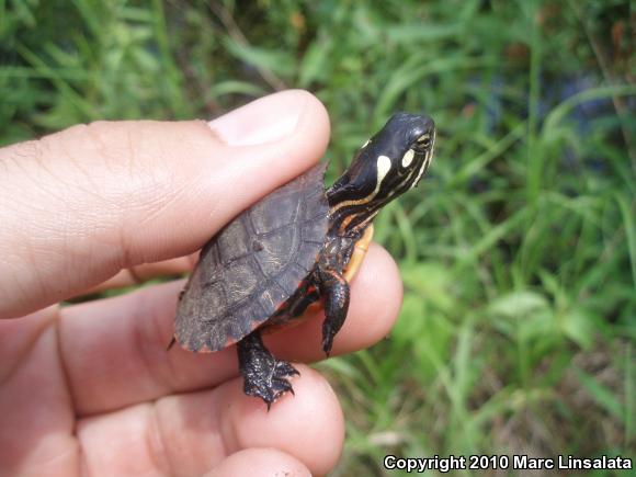 Eastern Painted Turtle (Chrysemys picta picta)