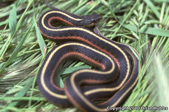 Coast Gartersnake (Thamnophis elegans terrestris)