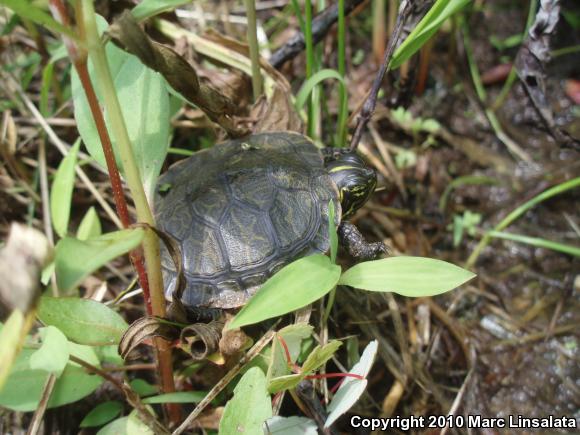 Northern Red-bellied Cooter (Pseudemys rubriventris)