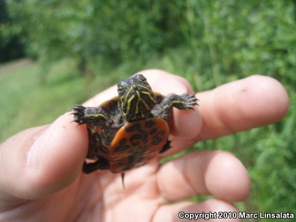 Northern Red-bellied Cooter (Pseudemys rubriventris)