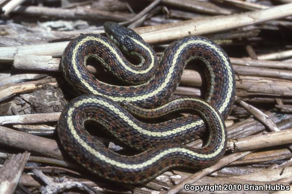 Coast Gartersnake (Thamnophis elegans terrestris)