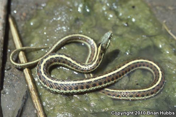 Coast Gartersnake (Thamnophis elegans terrestris)