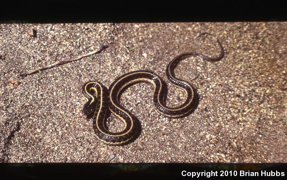 Mountain Gartersnake (Thamnophis elegans elegans)
