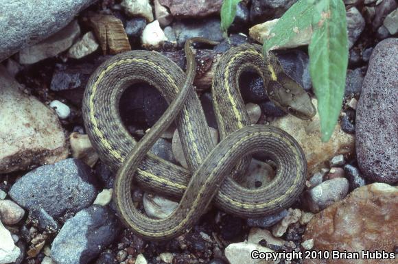 Wandering Gartersnake (Thamnophis elegans vagrans)