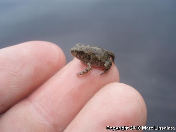 Fowler's Toad (Anaxyrus fowleri)