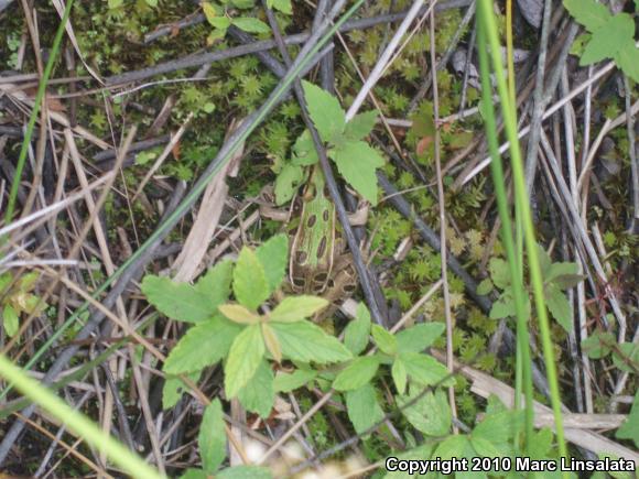 Southern Leopard Frog (Lithobates sphenocephalus utricularius)