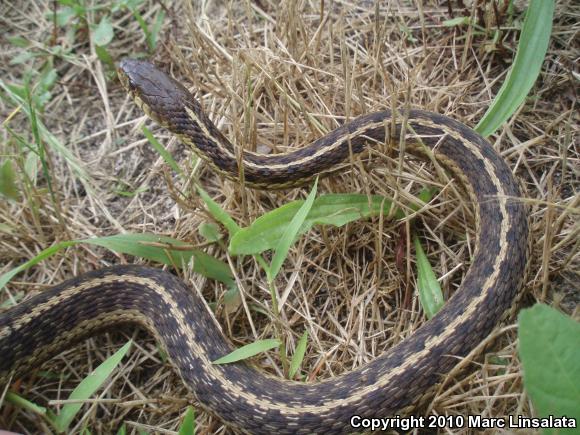 Eastern Gartersnake (Thamnophis sirtalis sirtalis)