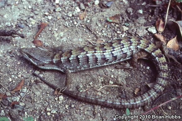 San Diego Alligator Lizard (Elgaria multicarinata webbii)