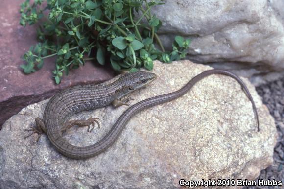 California Alligator Lizard (Elgaria multicarinata multicarinata)