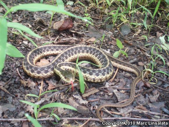 Eastern Gartersnake (Thamnophis sirtalis sirtalis)