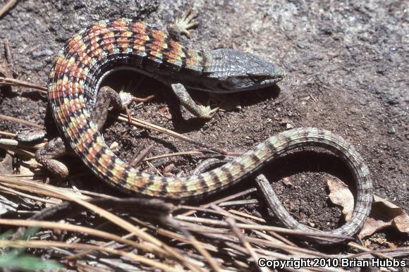 San Diego Alligator Lizard (Elgaria multicarinata webbii)