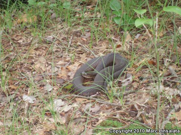 Northern Watersnake (Nerodia sipedon sipedon)