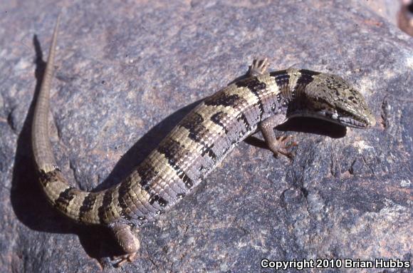 Arizona Alligator Lizard (Elgaria kingii nobilis)