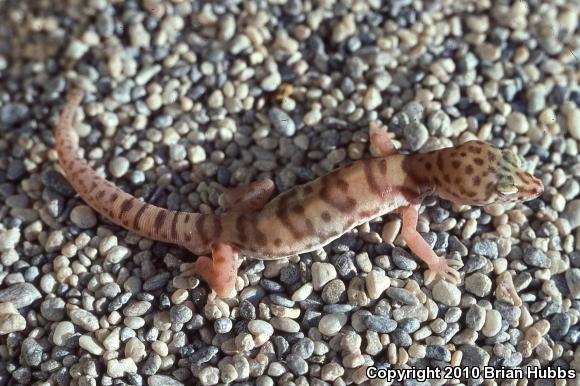 Desert Banded Gecko (Coleonyx variegatus variegatus)