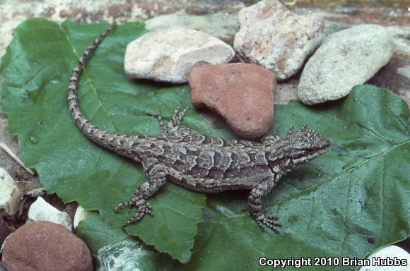 Ornate Tree Lizard (Urosaurus ornatus)