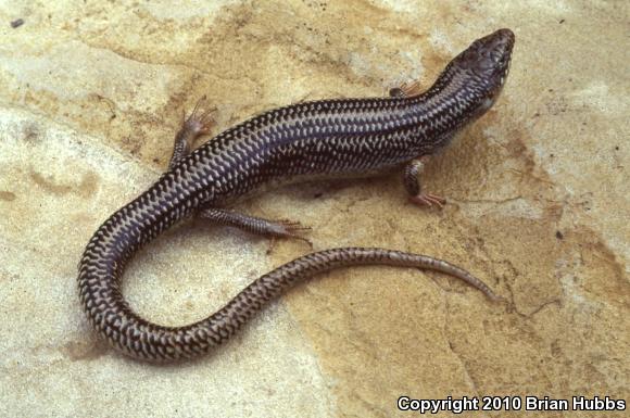 Great Plains Skink (Plestiodon obsoletus)