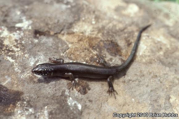 Great Plains Skink (Plestiodon obsoletus)