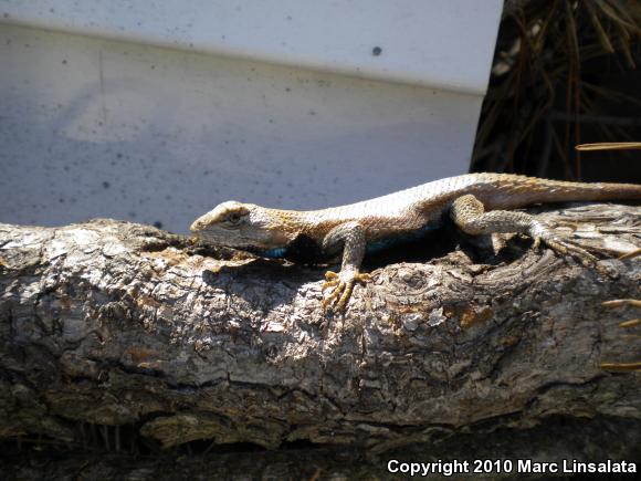 Eastern Fence Lizard (Sceloporus undulatus)