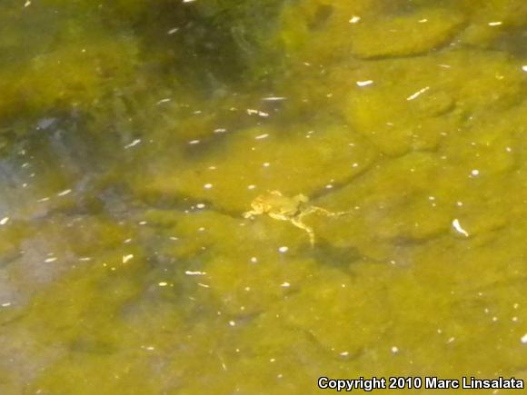 Eastern American Toad (Anaxyrus americanus americanus)