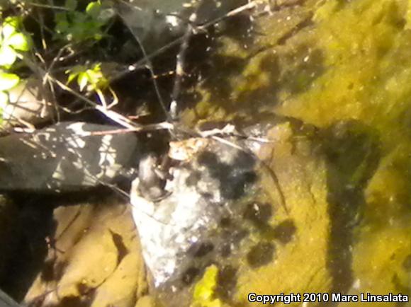 Eastern American Toad (Anaxyrus americanus americanus)