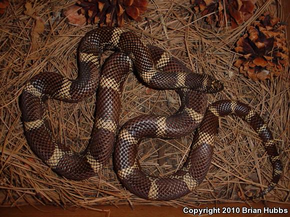 Apalachicola Kingsnake (Lampropeltis getula meansi)