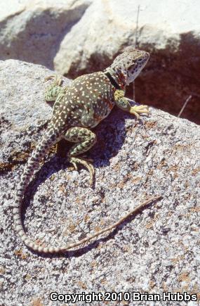 Eastern Collared Lizard (Crotaphytus collaris)