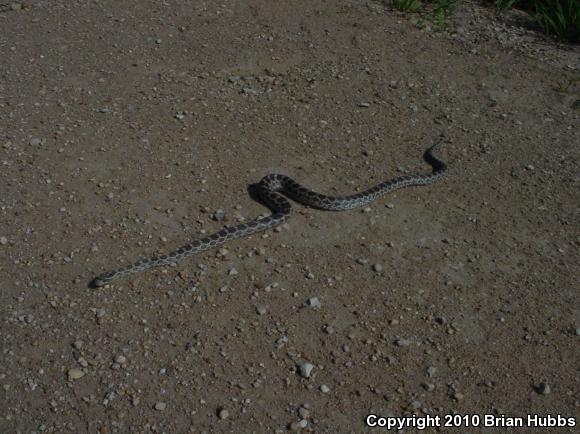 Great Plains Ratsnake (Pantherophis emoryi)