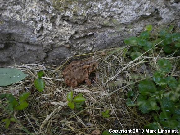 Eastern American Toad (Anaxyrus americanus americanus)