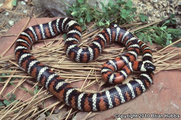 San Bernardino Mountain Kingsnake (Lampropeltis zonata parvirubra)