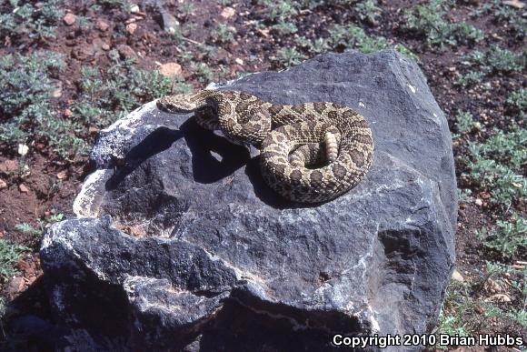 Prairie Rattlesnake (Crotalus viridis)