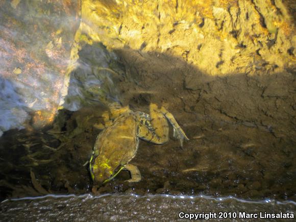 Northern Green Frog (Lithobates clamitans melanota)