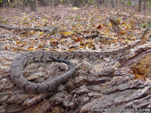 Timber Rattlesnake (Crotalus horridus)