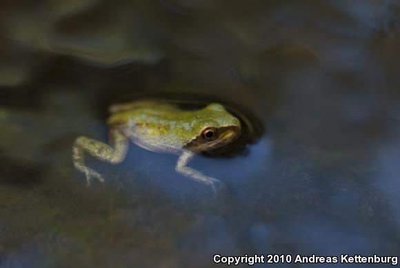 Baja California Treefrog (Pseudacris hypochondriaca)