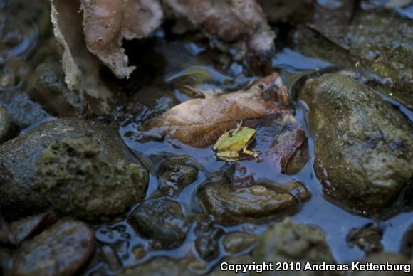 Baja California Treefrog (Pseudacris hypochondriaca)