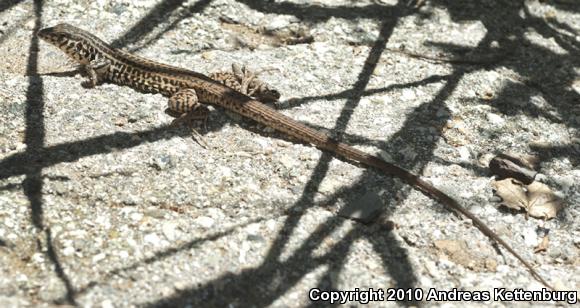 Coastal Whiptail (Aspidoscelis tigris stejnegeri)