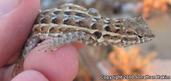 Western Side-blotched Lizard (Uta stansburiana elegans)